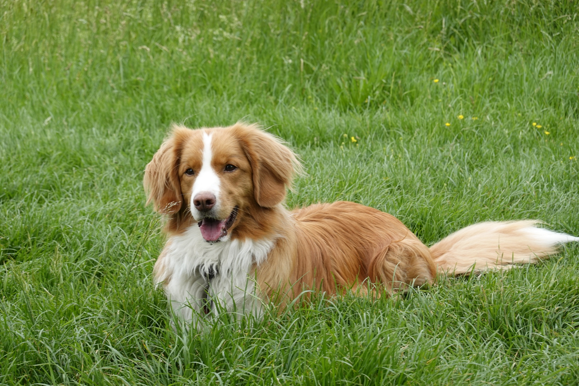 Glückbringer Hundeschule Hofheim