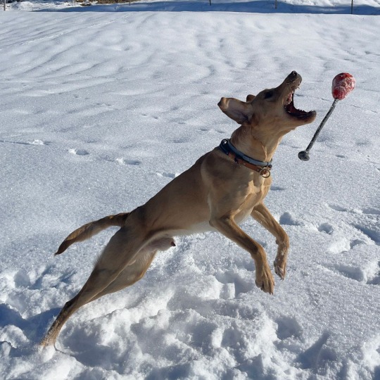 Glückbringer Hundeschule Hofheim Antijagd