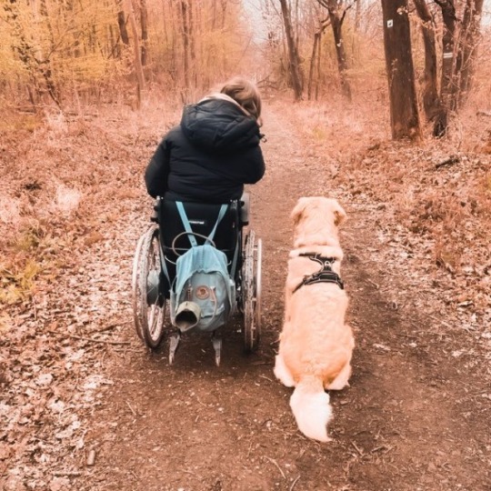 Glückbringer Hundeschule Hofheim Handicap