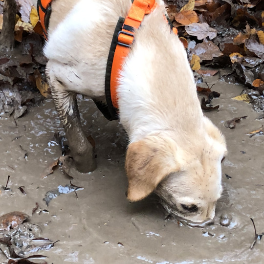 Glückbringer Hundeschule Hofheim Nasenarbeit