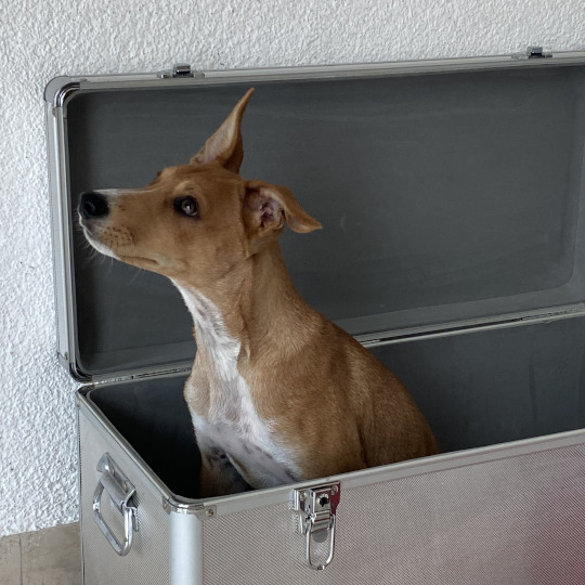 Glückbringer Hundeschule Hofheim Workshops