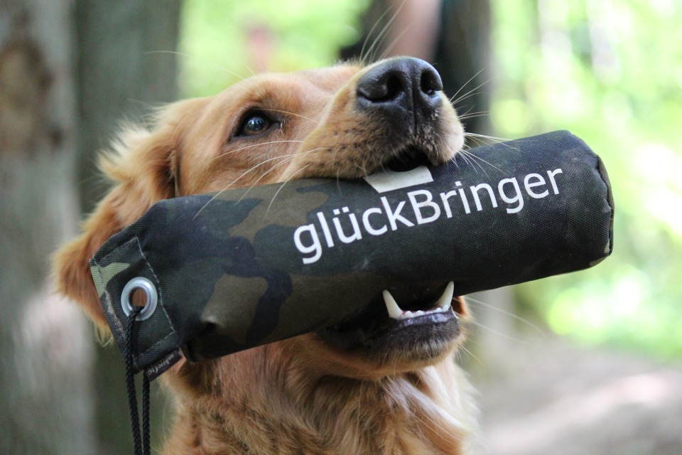 Hundeschule Hofheim Dummytraining