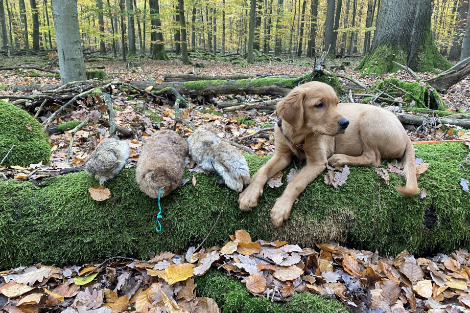 Hundeschule Hofheim Anti Jagd Jagdtraining