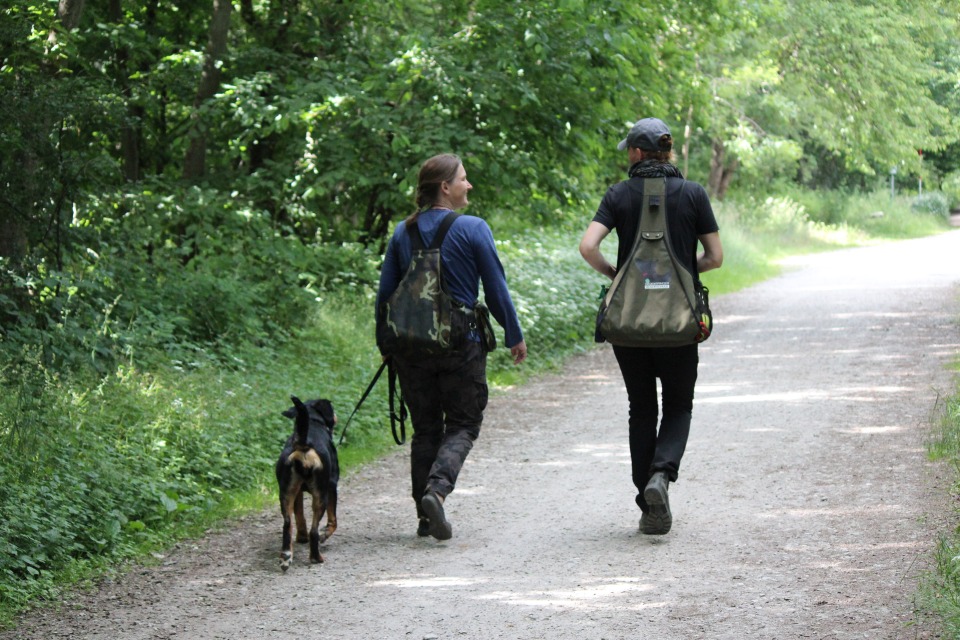 Hundeschule Hofheim Einzelstunde Hundetraining