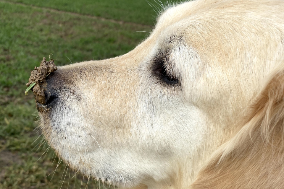 Hundeschule Nasenarbeit Hofheim