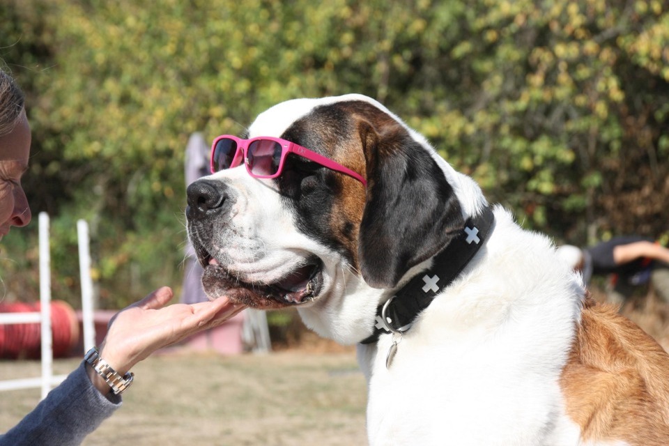 Workshop Hundetraining Hundeschule Hofheim